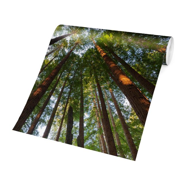 Fotobehang Sequoia Tree Tops