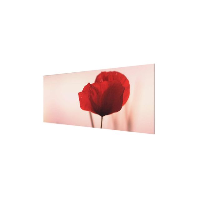 Glasschilderijen Poppy Flower In Twilight