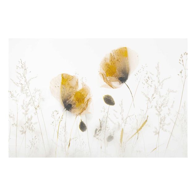 Glasschilderijen Poppy Flowers And Delicate Grasses In Soft Fog
