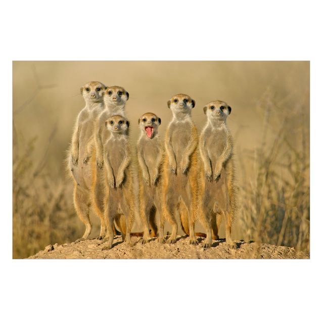 Raamfolie Meerkat Family