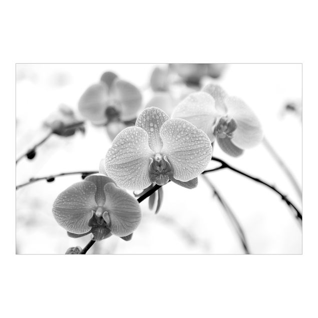 Fotobehang Close-up Picture Orchid Black And White