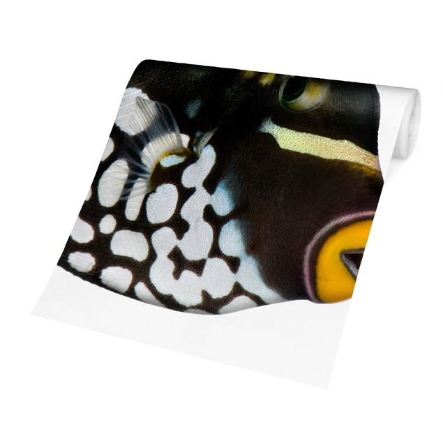 Fotobehang Clown Triggerfish