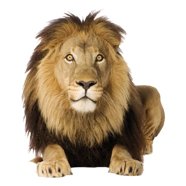 Muurstickers leeuw No.153 Lion I