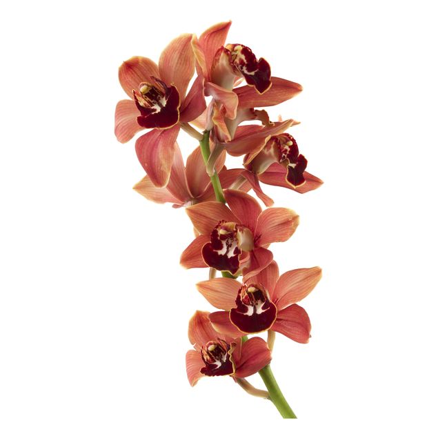 Muurstickers bloemen No.180 Orchid White Red II