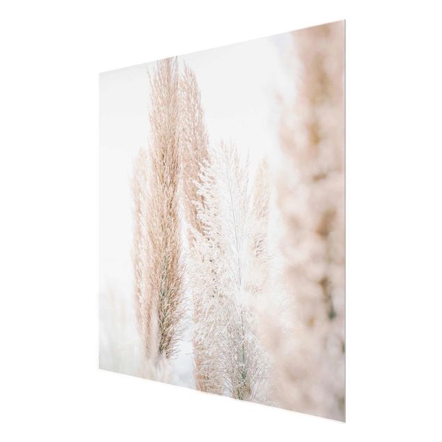 Glasschilderijen Pampas Grass In White Light