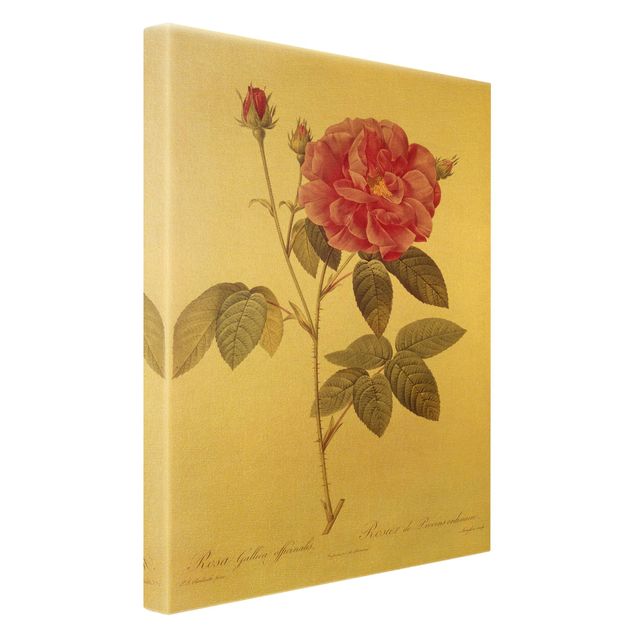 Canvas schilderijen Pierre Joseph Redoute - Apothecary's Rose