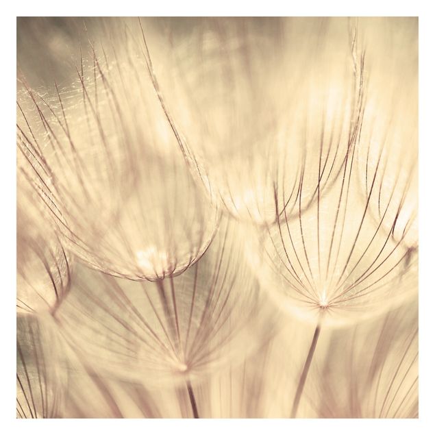 Fotobehang Dandelions Close-Up In Cozy Sepia Tones