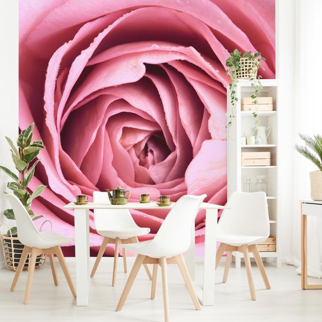 Fotobehang Pink Rose Blossom