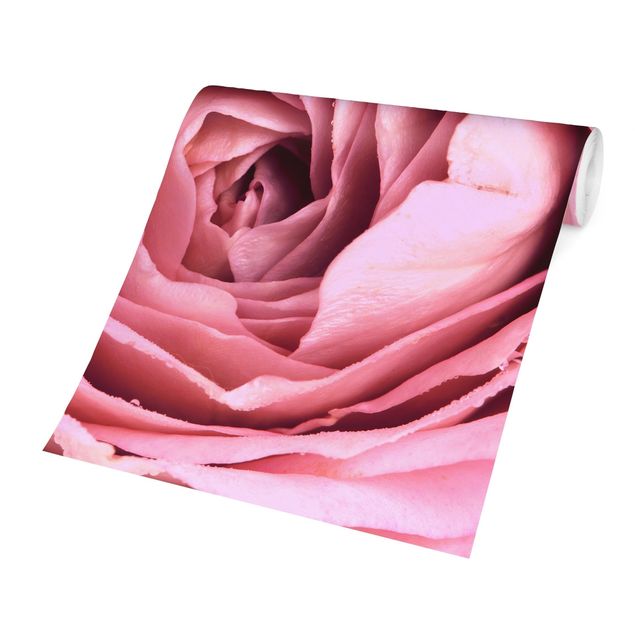 Fotobehang Pink Rose Blossom