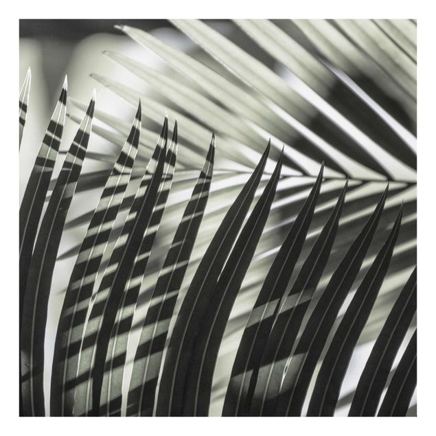 Glasschilderijen Interplay Of Shaddow And Light On Palm Fronds