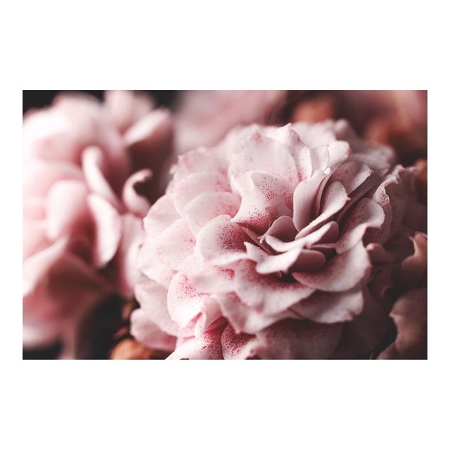 Fotobehang Shabby Light Pink Rose Pastel