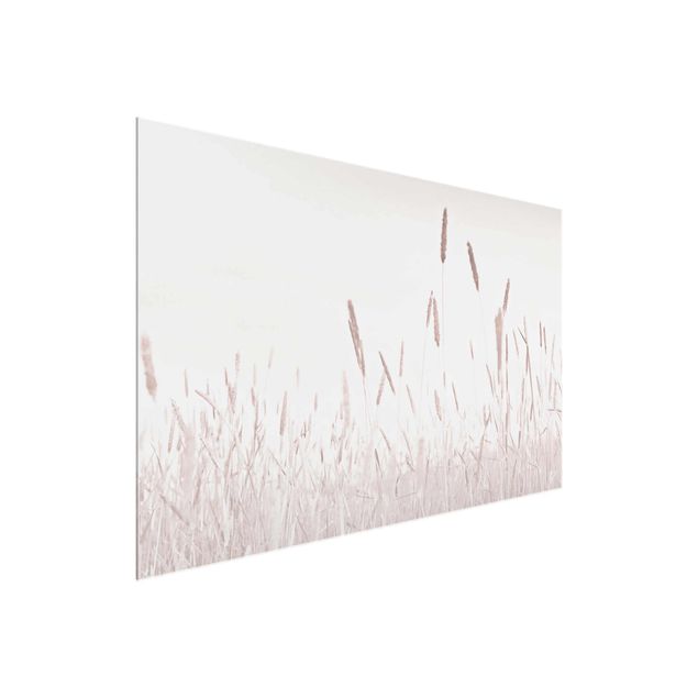 Glasschilderijen Summerly Reed Grass