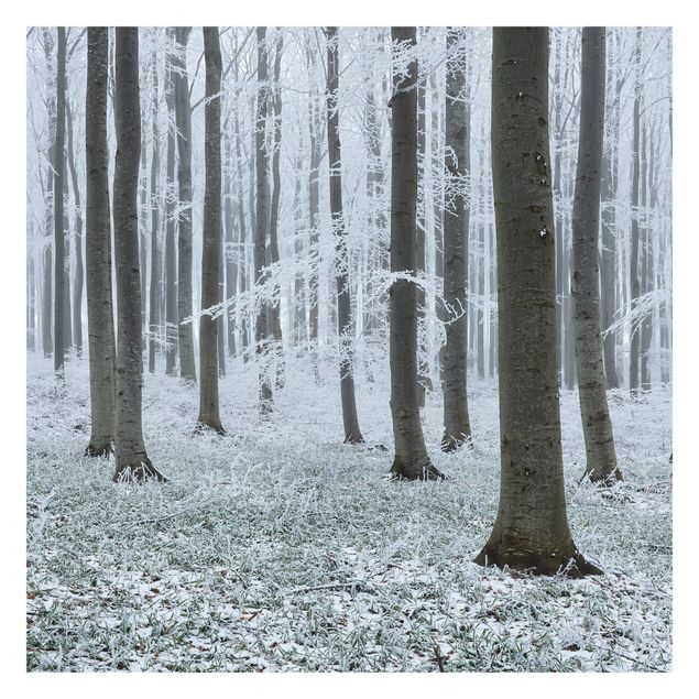 Fotobehang Beeches With Hoarfrost