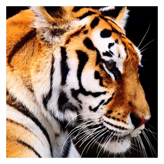Fotobehang Tiger Beauty