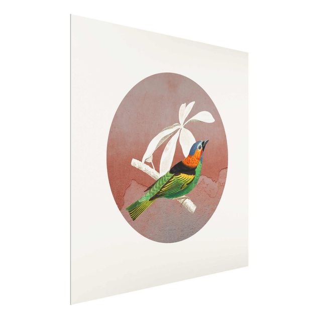 Glasschilderijen Bird Collage In A Circle ll