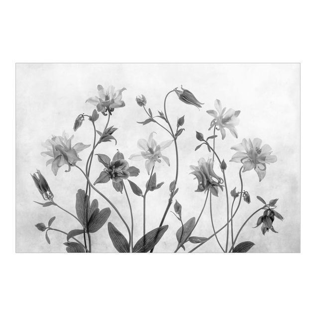 Fotobehang Forest Aquilegia Black And White
