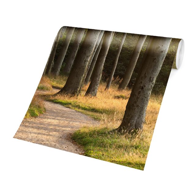 Fotobehang Forest Road In Northern Germany