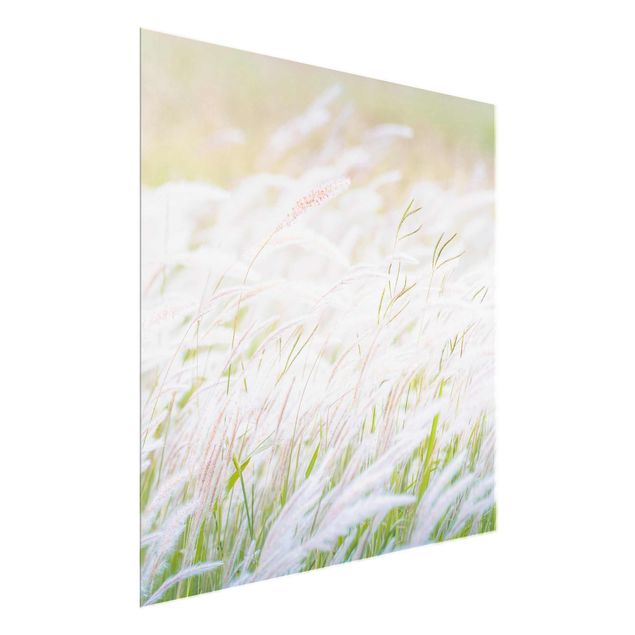 Glasschilderijen Soft Grasses