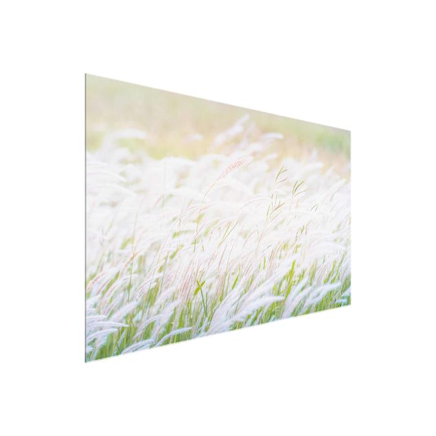 Glasschilderijen Soft Grasses