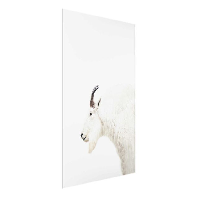 Glasschilderijen White Mountain Goat