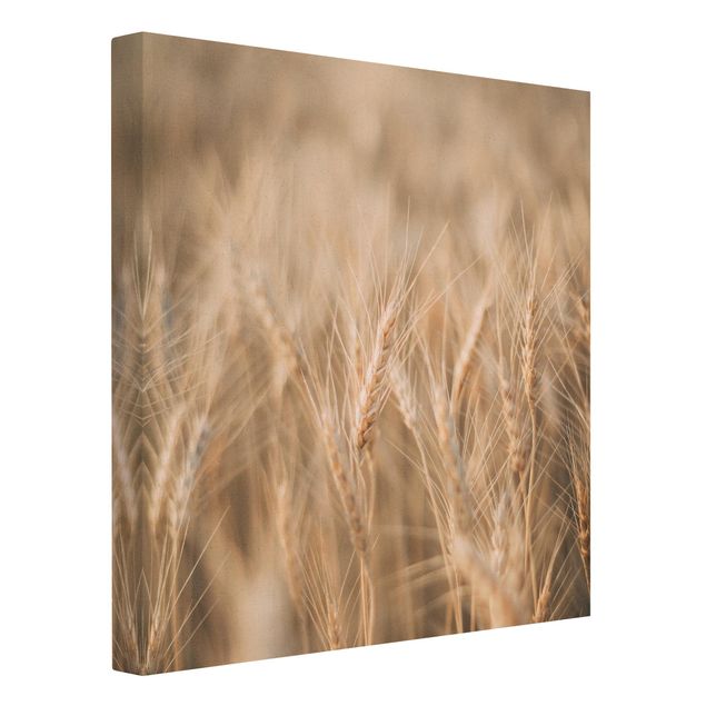 Natuurlijk canvas schilderijen Wheat Field