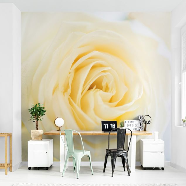Fotobehang White Rose