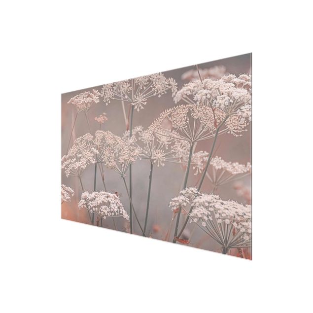 Glasschilderijen Wild Apiaceae