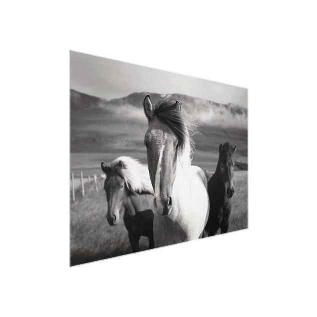Glasschilderijen Wild Horses Black And White