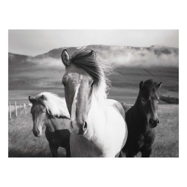 Glasschilderijen Wild Horses Black And White