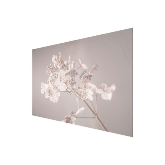 Glasschilderijen Delicate White Hydrangea