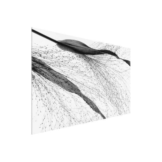 Glasschilderijen Delicate Reed With Subtle Buds Black And White