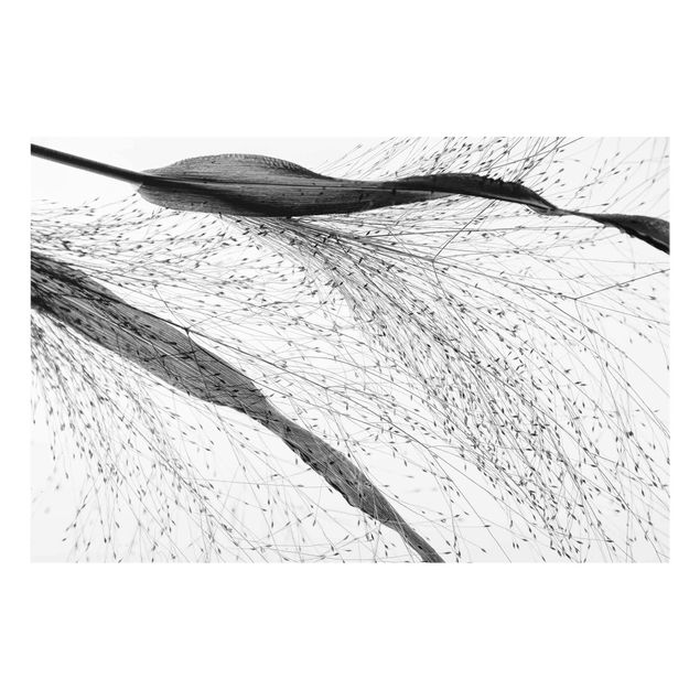 Glasschilderijen Delicate Reed With Subtle Buds Black And White