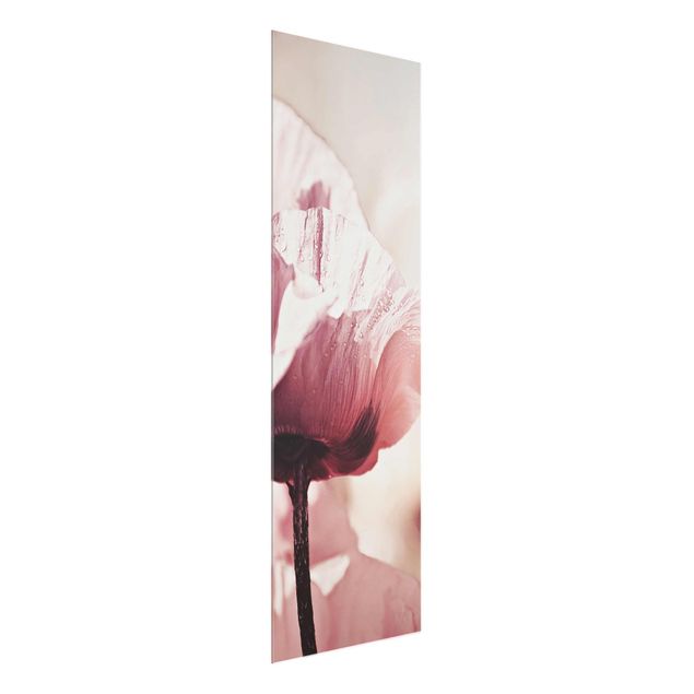 Glasschilderijen Pale Pink Poppy Flower With Water Drops