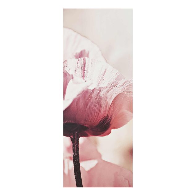 Glasschilderijen Pale Pink Poppy Flower With Water Drops