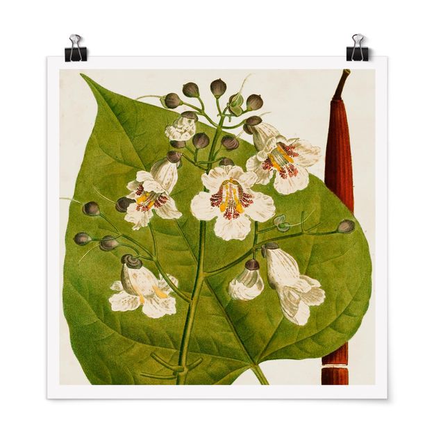 Posters Tableau Leaf Flower Fruit V