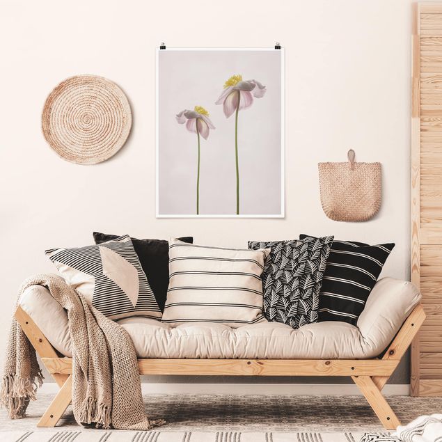 Posters Pink Anemone Blossoms