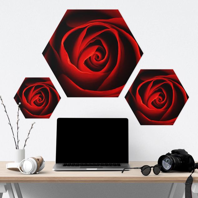 Hexagons Forex schilderijen Lovely Rose