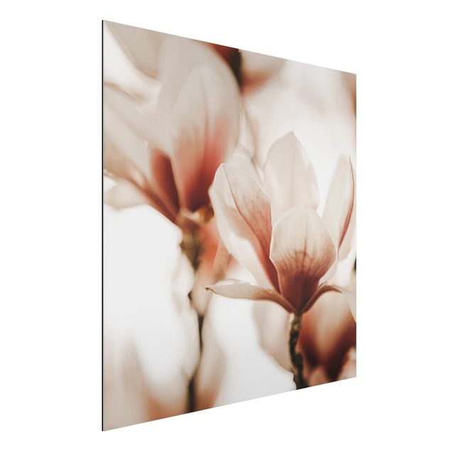 Aluminium Dibond schilderijen Delicate Magnolia Flowers In An Interplay Of Light And Shadows