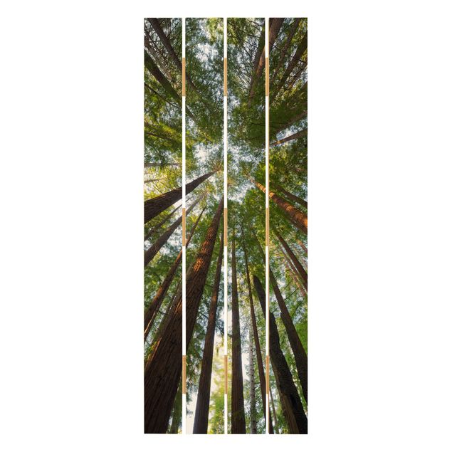 Houten schilderijen op plank Sequoia Tree Tops