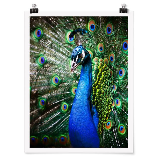 Posters Noble Peacock