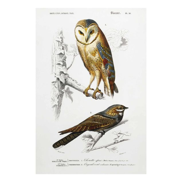 Glasschilderijen Vintage Board Owl And Swallow