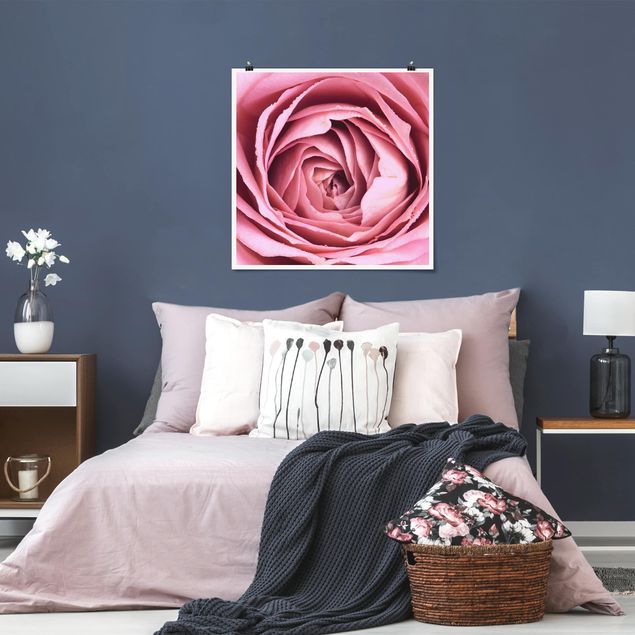 Posters Pink Rose Blossom