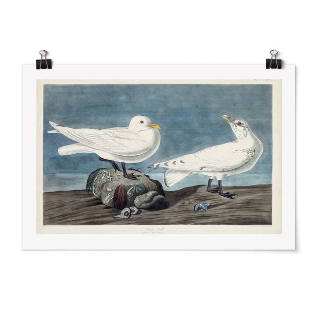 Posters Vintage Board Ivory Gull