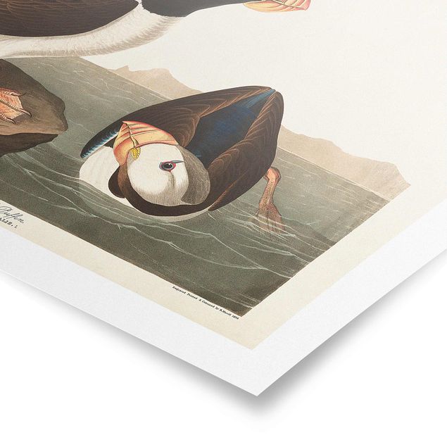 Posters Vintage Board Puffin II