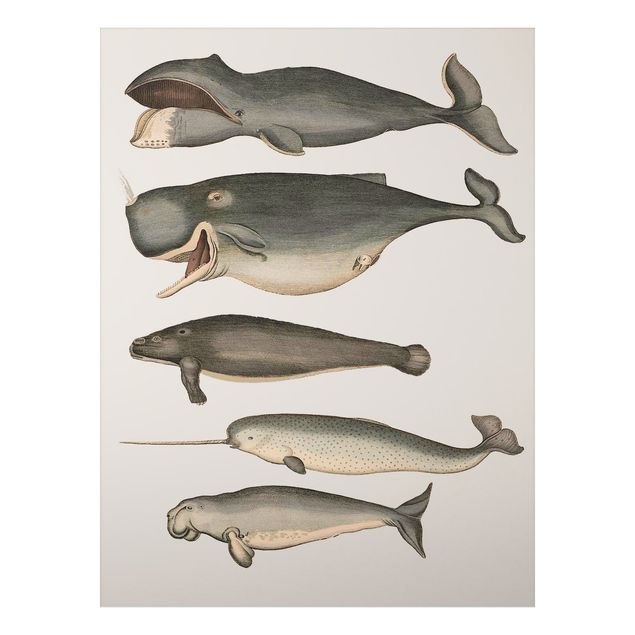 Aluminium Dibond schilderijen Five Vintage Whales