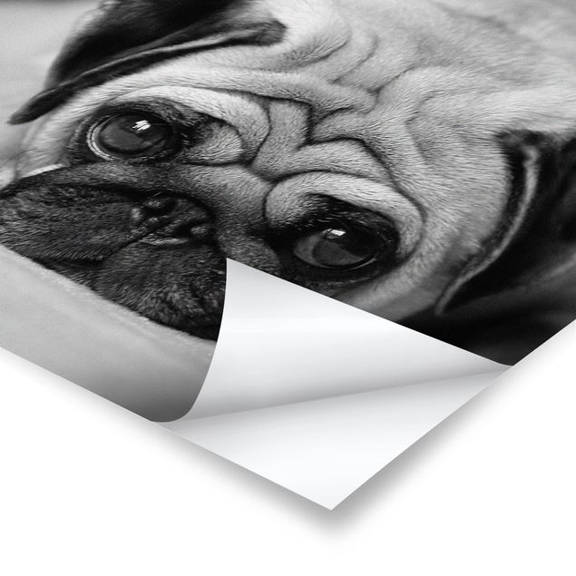 Posters Pug Loves You II