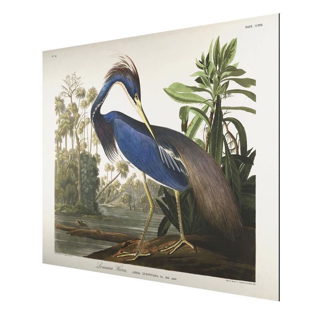 Aluminium Dibond schilderijen Vintage Board Louisiana Heron