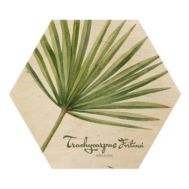 Hexagons houten schilderijen Watercolour Botany Trachycarpus Fortunei