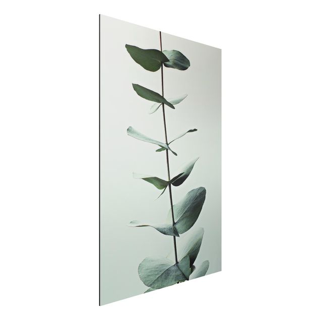 Aluminium Dibond schilderijen Symmetrical Eucalytus Twig