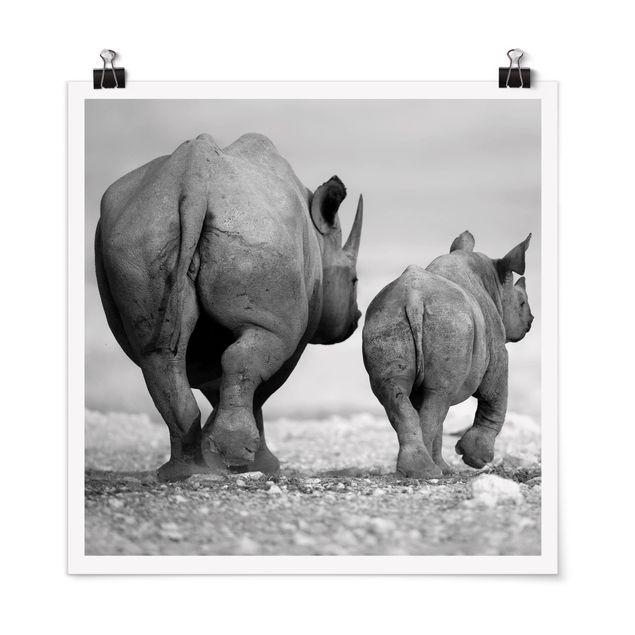 Posters Wandering Rhinos II